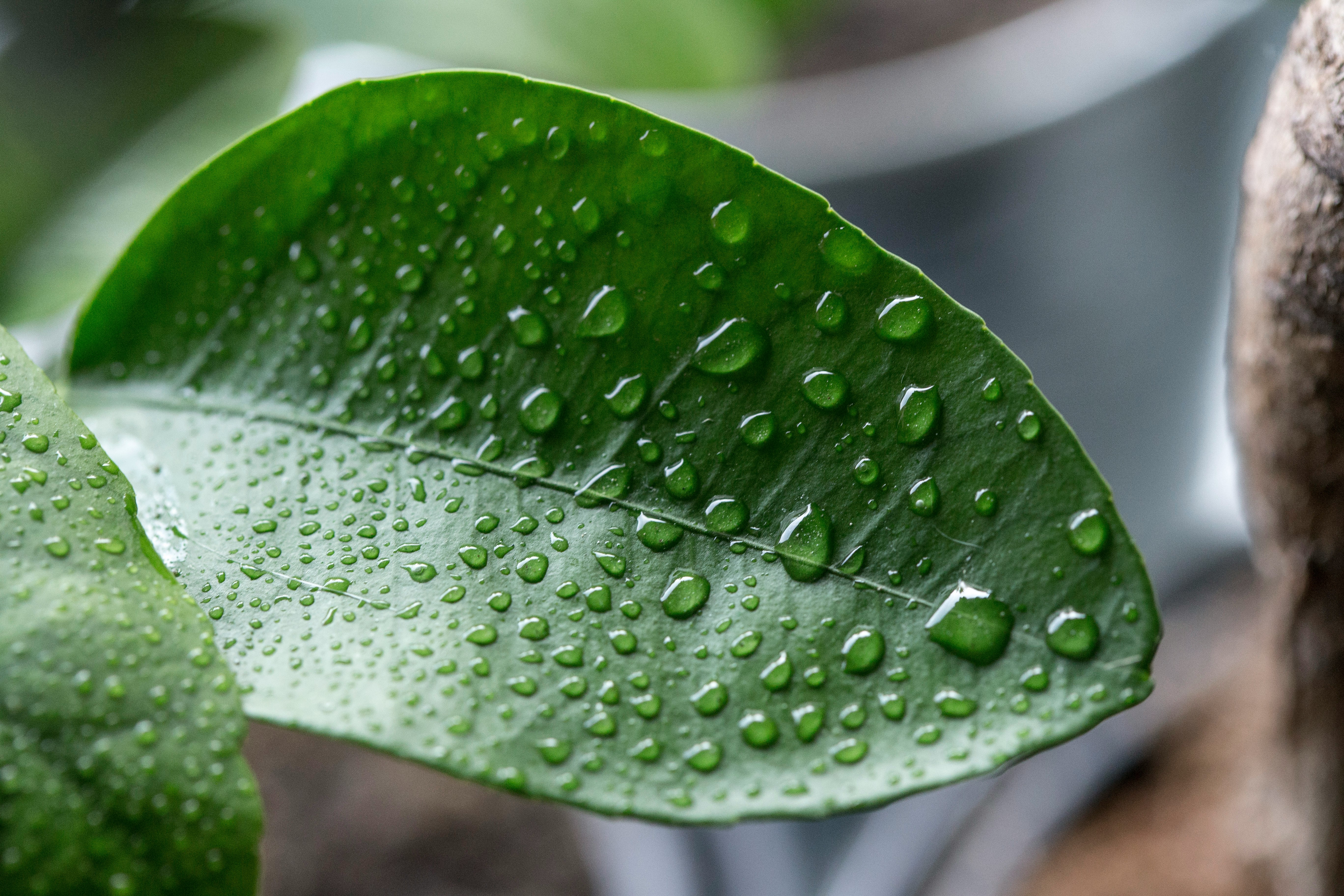 close view of wet leaf